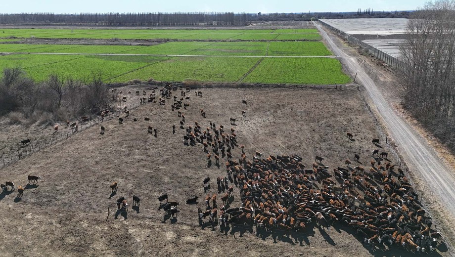 Lamarque, Río Negro. Los O’Dwyer, una agroempresa con sede central en Entre Ríos, decide apostar al riego y los valles rionegrinos.