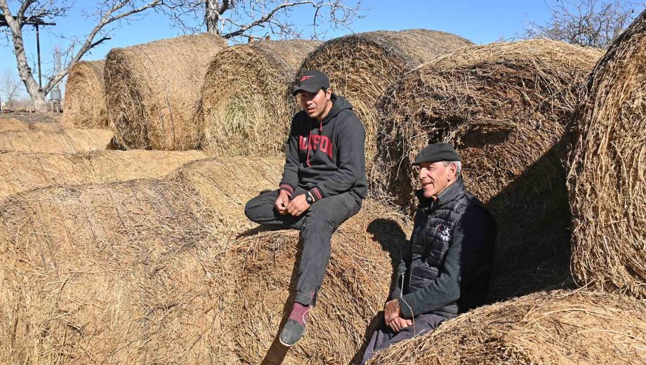 Lamarque, Río Negro. Mario Rodríguez fue empleado día y noche. Hoy hace agricultura y ganadería junto a su hijo en tres chacras propias.