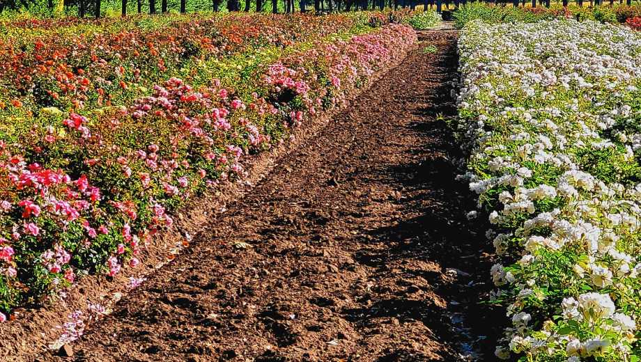 Villa Manzano, Río Negro. Los Álamos es el vivero que motoriza a la fruticultura regional desde hace 105 años y líder nacional en rosas.