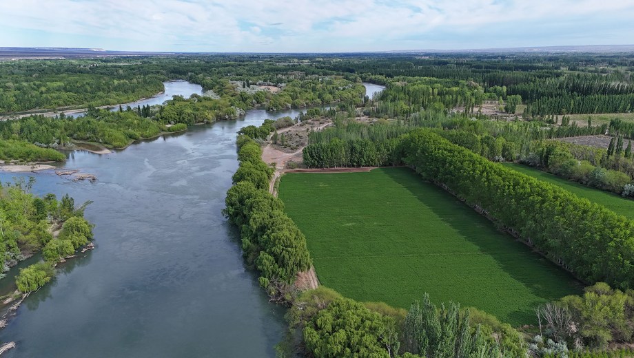 Ingeniero Huergo, Río Negro. Franco Gutiérrez le da continuidad al legado familiar y apuesta a la actividad agropecuaria en el Alto Valle.