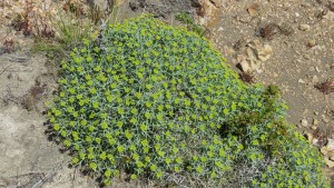 Resistencia a los antibióticos: hay plantas en Patagonia claves en esta batalla