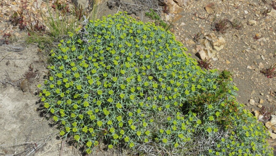 El neneo de la estepa patagónica. Foto: gentileza