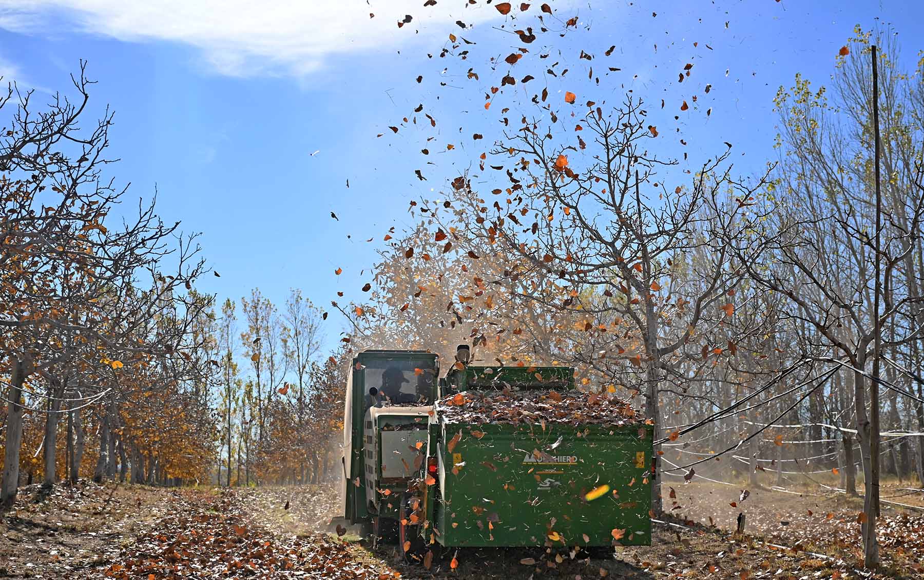 Picún Leufú, Neuquén. Patagonia Nogales tiene 120 hectáreas y el único galpón habilitado para exportación de nueces en la provincia.