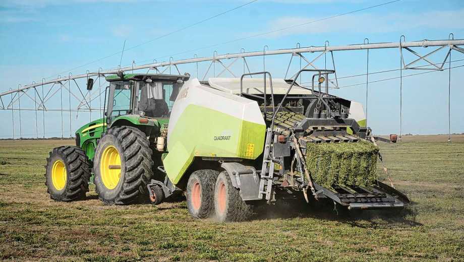 Colonia Josefa, Río Negro. Con más de mil hectáreas propias y alfalfa de otros chacareros, Agrónica exporta megafardos a todo el mundo.