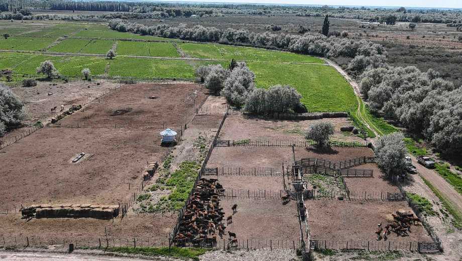 Pomoma, Río Negro.Nicolás Stier es agricultor, ganadero y también contratista: encontró en la maquinaria la llave de la rentabilidad.