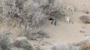 Postal inesperada en la Patagonia: los pumas ahora cazan pingüinos y sorprenden a la ciencia