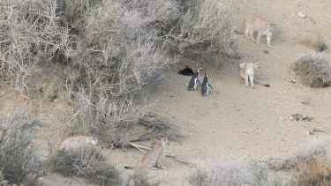 Postal inesperada en la Patagonia: los pumas ahora cazan pingüinos y sorprenden a la ciencia