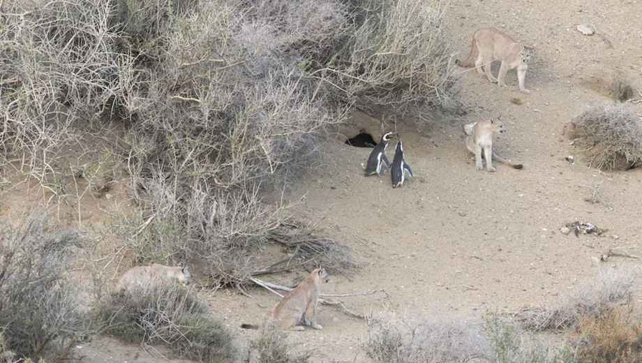 La colonia de pingüinos de Monte León reúne unas 40.000 parejas reproductoras y es monitoreada con tecnología satelital. Foto: Gonzalo Ignazi.