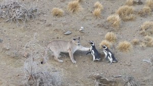 Pumas cazadores de pingüinos en la Patagonia: un hallazgo que es señal de restauración ambiental