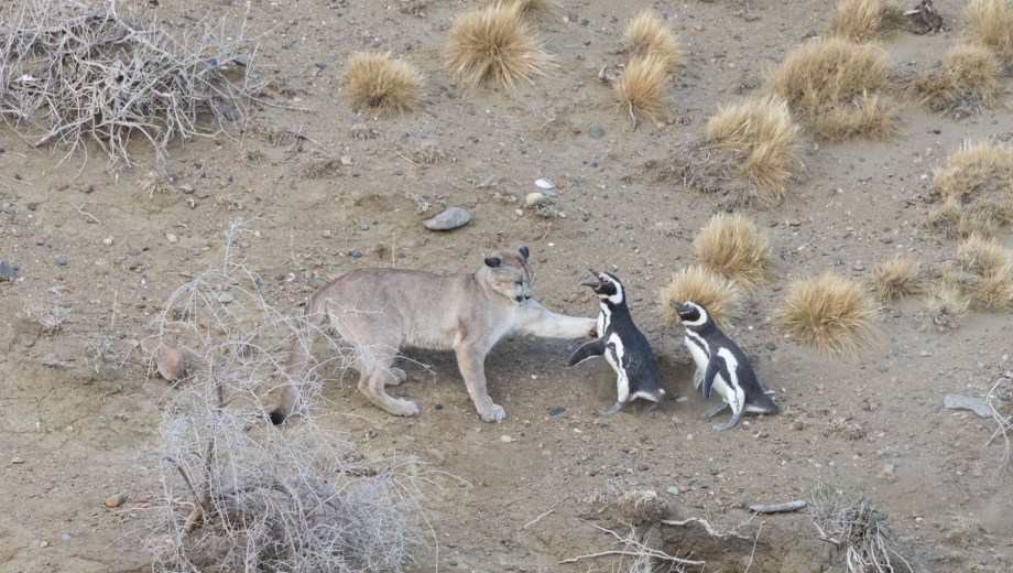 Pumas y pingüinos, una interacción que da pistas de restauración. Foto: gentileza Rewilding Argentina. 