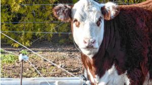 Faenaron un animal en un campo y terminaron detenidos por abigeato agravado en Viedma