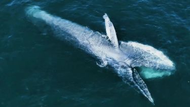 La historia detrás de las ballenas sei del golfo San Jorge: una joya de biodiversidad a nivel mundial