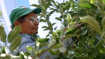 Imagen de «Esto es de ellas»: cómo logró un gigante frutícola de la Patagonia su premio más preciado