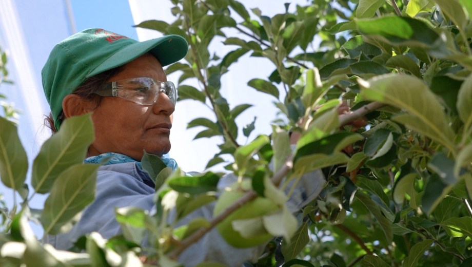 Empleo femenino local en la fruticultura de Río Negro. Foto: gentileza Kleppe SA.