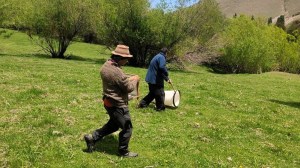 Detectan presencia de tucuras de alas manchadas en campos neuquinos: ¿cuáles son los pasos a seguir?