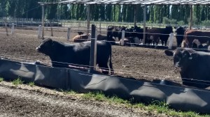 Ganadería en Patagonia Norte: una actividad que se recrea y sostiene territorios
