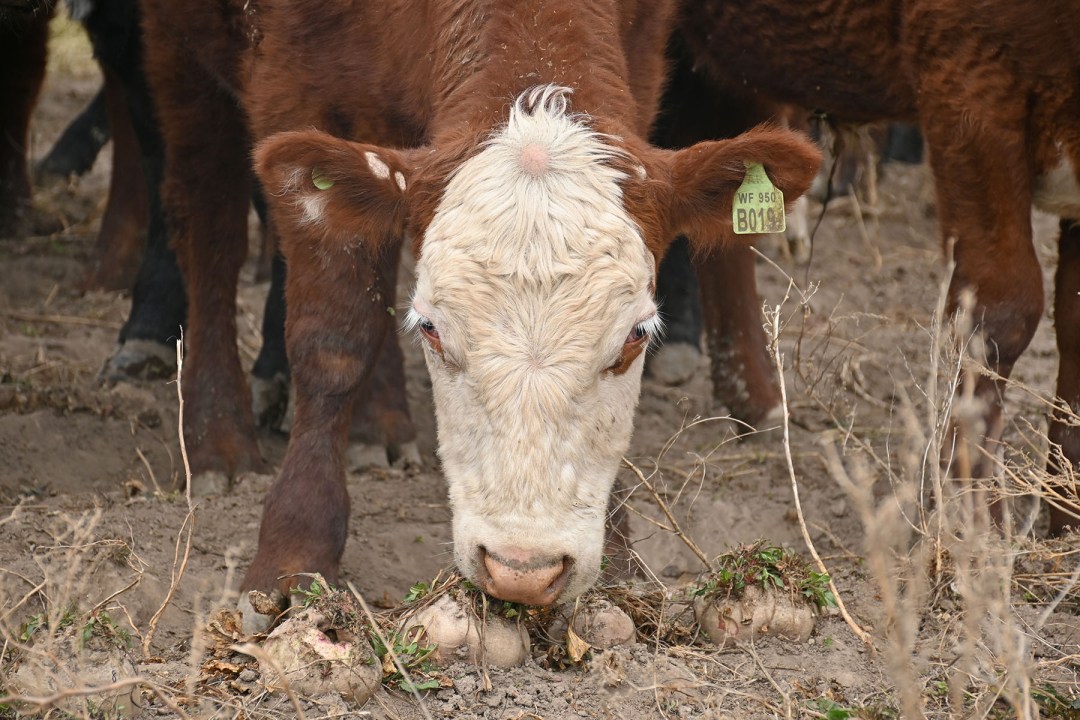 Pastoreo de remolacha forrajera en la Patagonia. Foto: archivo Florencia Salto.