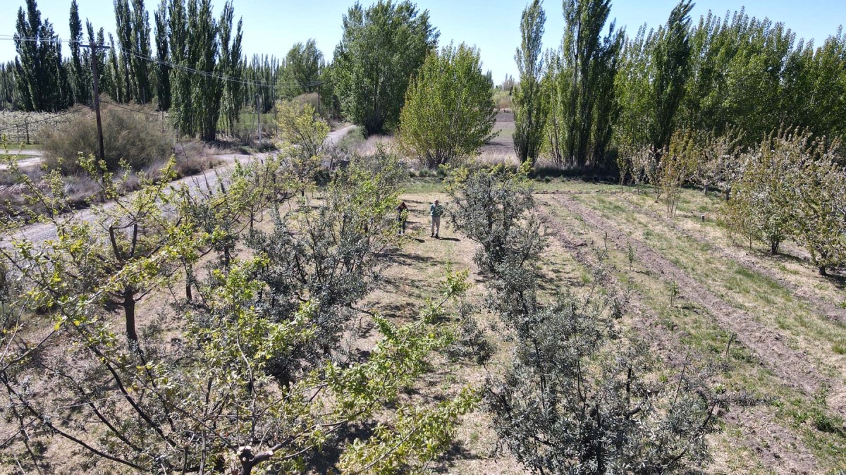 Bellotas en Río Negro: campo de encinas en el Valle Medio. Foto: archivo Fabián Ceballos.