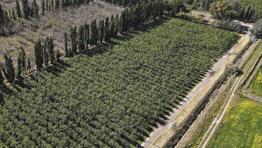Viedma, Río Negro. Allhue integra el polo de frutos secos de Valle Inferior: más de 100 hectáreas de nogales, almendros y avellanos.