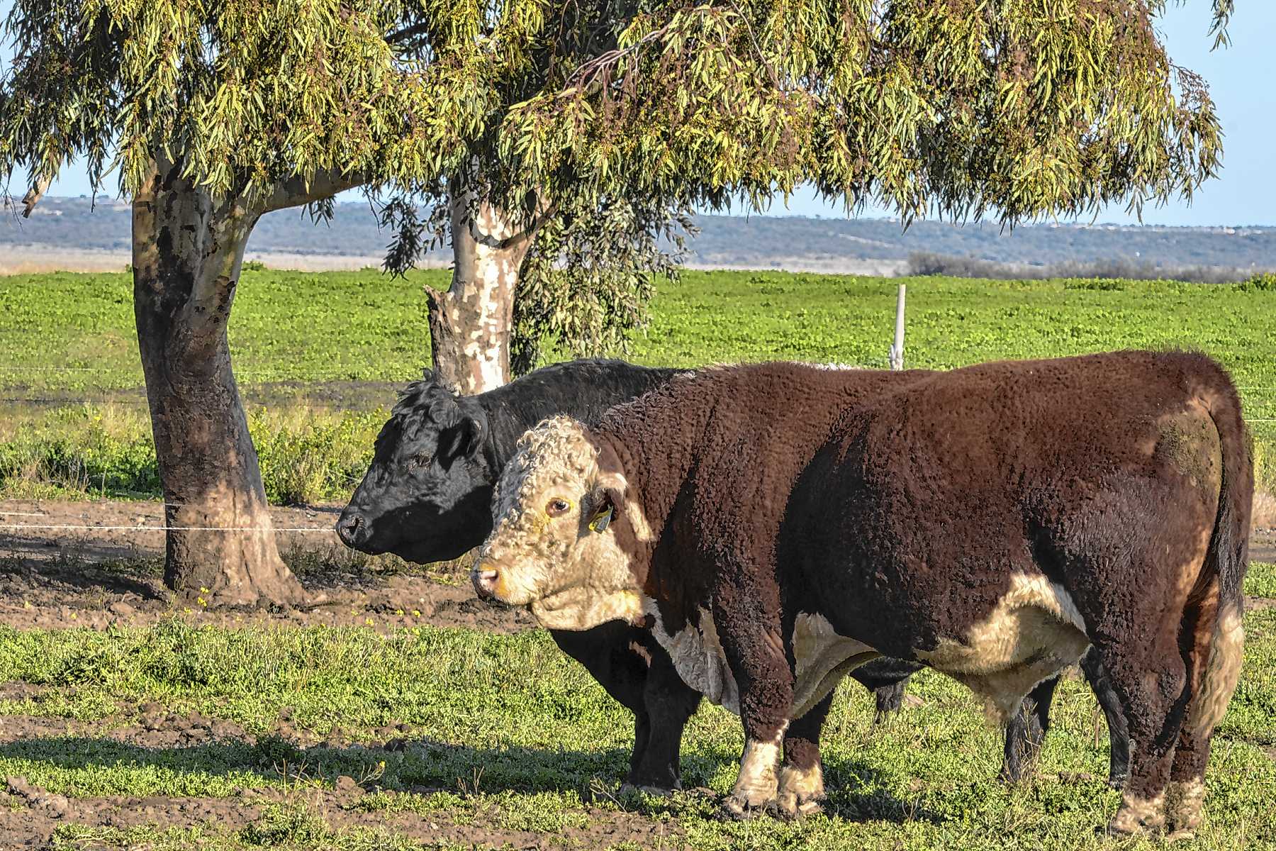 Viedma, Río Negro. La Cantera sumó la agricultura propia a su excelencia en genética (que le valió un histórico premio en Palermo).