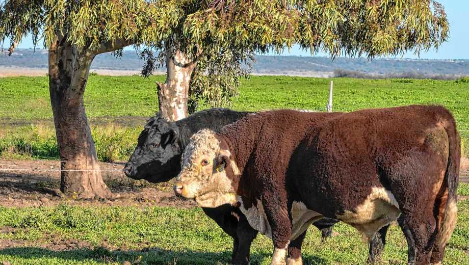 Viedma, Río Negro. La Cantera sumó la agricultura propia a su excelencia en genética (que le valió un histórico premio en Palermo).
