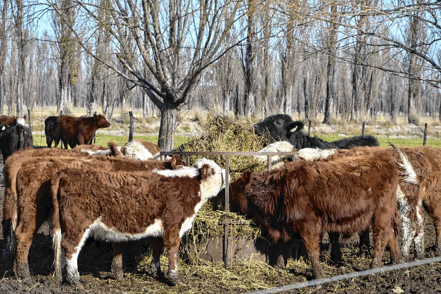 Viedma, Río Negro. Sergio Raffín tuvo que dejar la fruticultura en el Alto Valle por consejo médico y hoy es un exitoso ganadero.