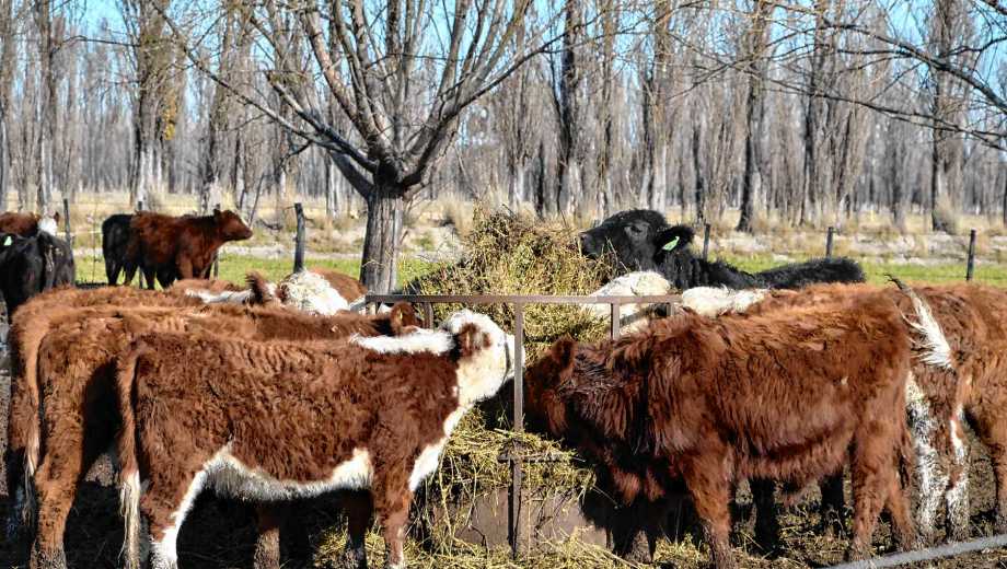 Viedma, Río Negro. Sergio Raffín tuvo que dejar la fruticultura en el Alto Valle por consejo médico y hoy es un exitoso ganadero.