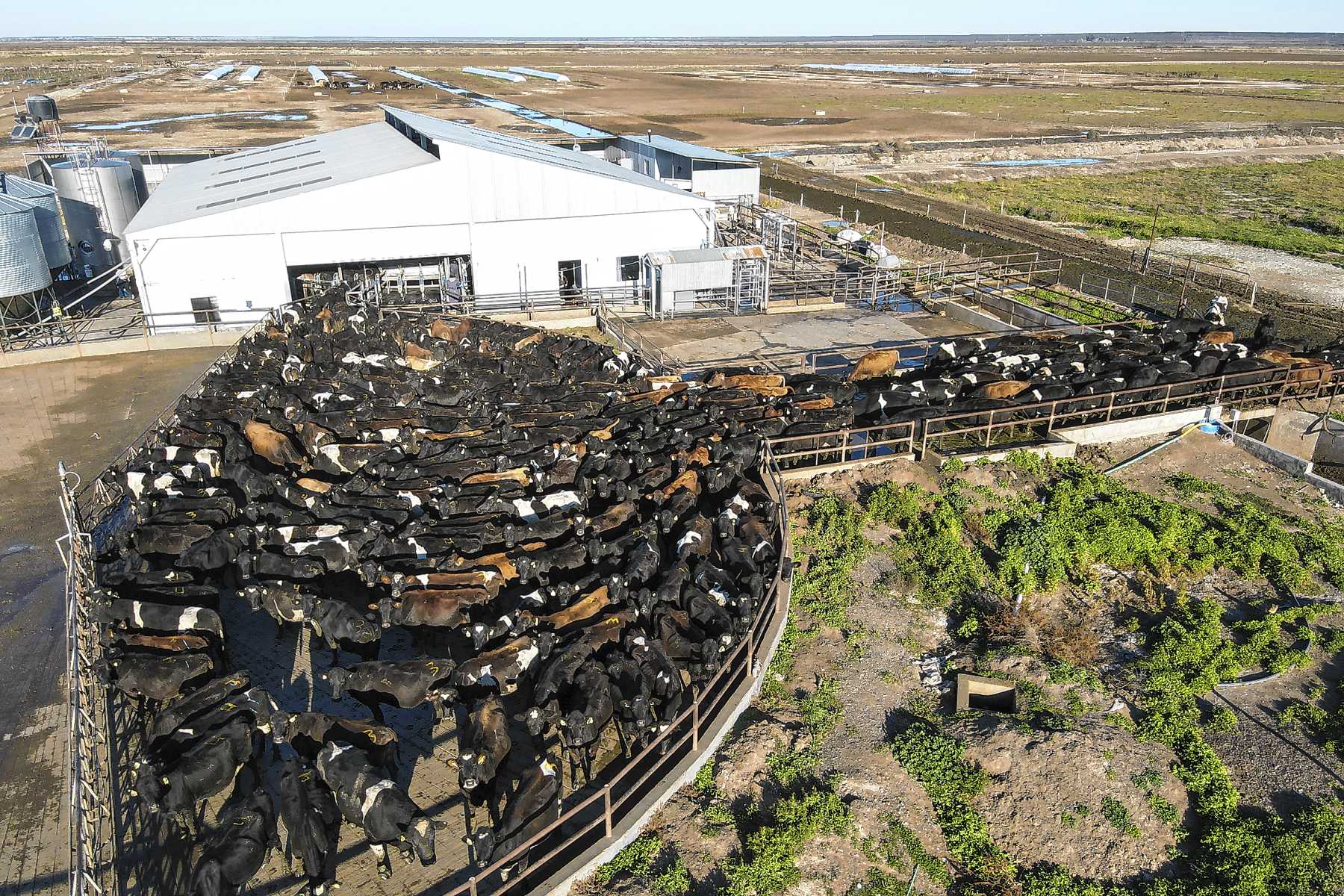 Viedma, Río Negro. Los mayores tambos de la Patagonia: hasta 65.000 litros de leche por día y a menor costo que en Buenos Aires.