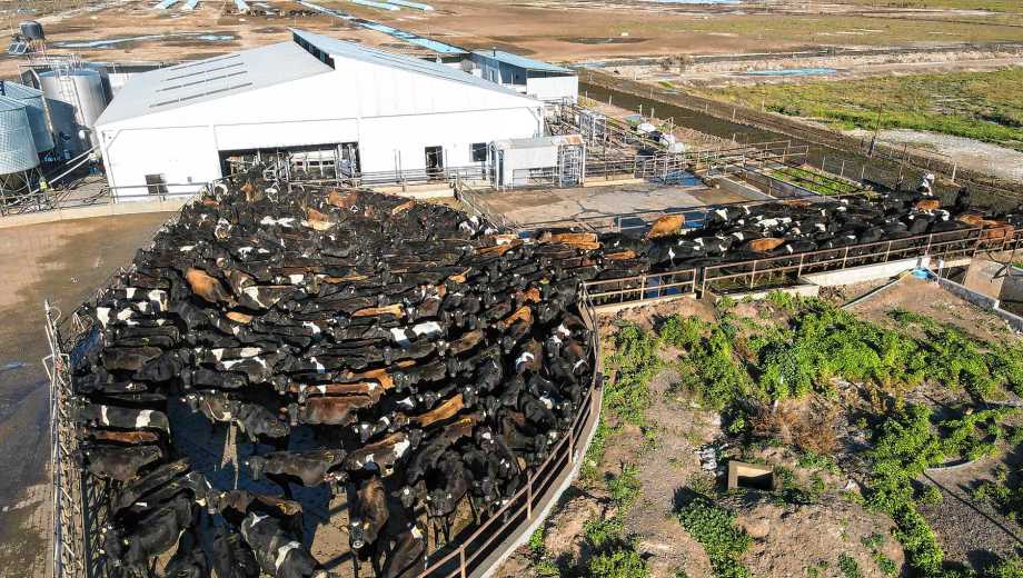 Viedma, Río Negro. Los mayores tambos de la Patagonia: hasta 65.000 litros de leche por día y a menor costo que en Buenos Aires.