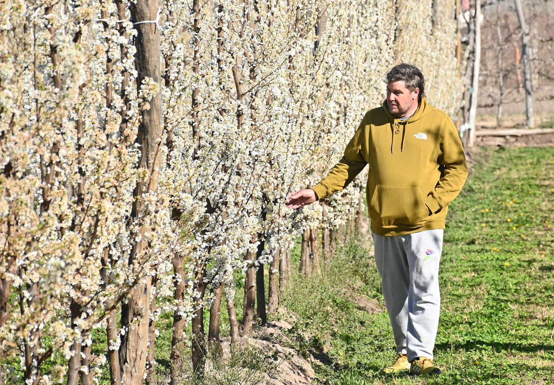 Gral. Enrique Godoy, Río Negro. A Néstor “Tati” Vodanovich la vida le dio la chance de retornar a la fruticultura, que había marcado su infancia.