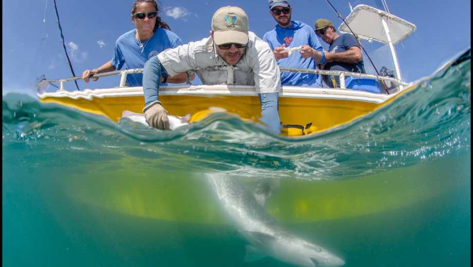 Juan Martín Cuevas y equipo de investigación de la especie cazón. Crédito: gentileza Juan Dibbern - WCS Argentina.