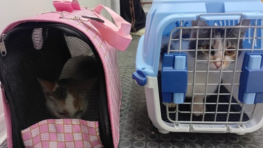 La tenencia responsable y la adopción de animales sin hogar son acciones esenciales, insistieron las autoridades. Foto: Gentileza. 