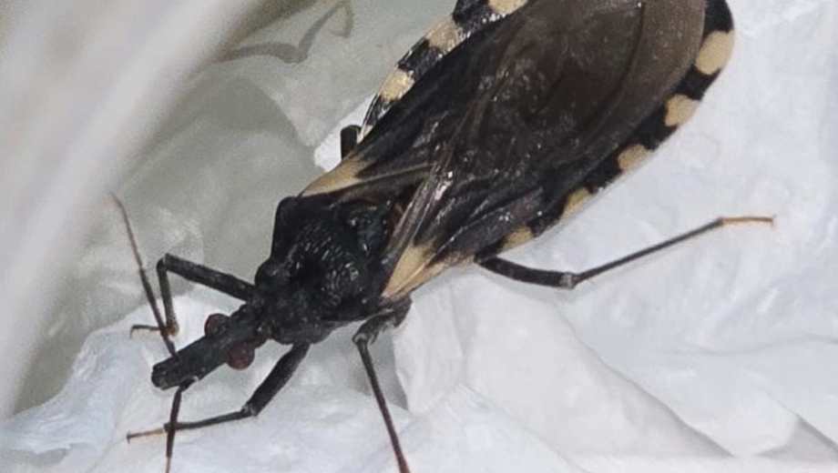 La vinchuca aparece con las temperaturas más elevadas. Foto: gentileza