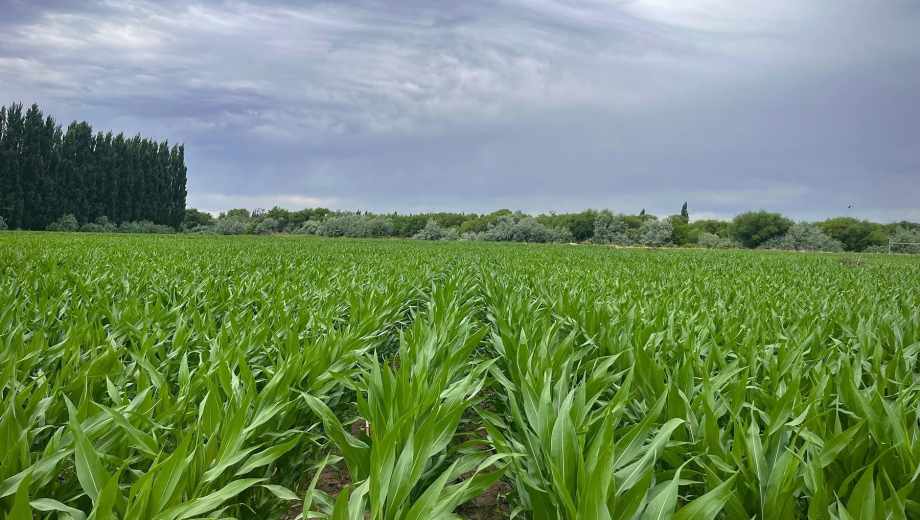 Maizal en el Valle Medio del río Negro.