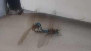 Irrupción masiva de libélulas en Bariloche y la región: no son agresivas y pueden cazar cientos de mosquitos