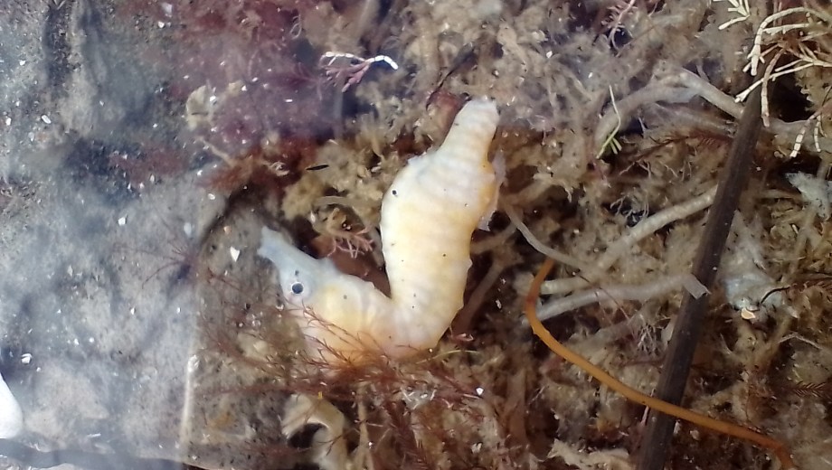 Tombari encontró el ejemplar en un charco. Foto: gentileza