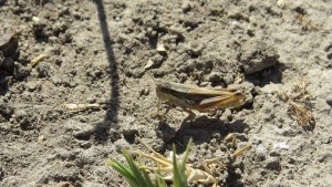 Tucuras en Neuquén: alertan por nacimientos y aclaran las diferencias con la plaga de Río Negro