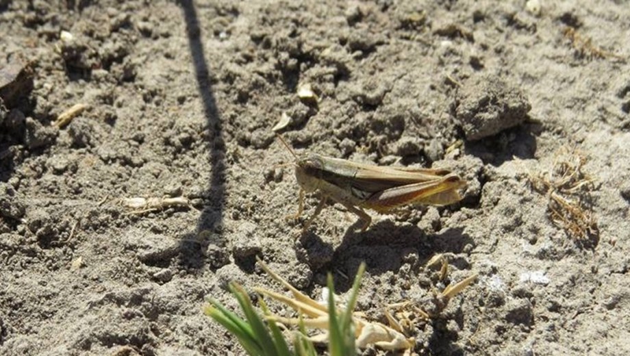 Tucura de alas manchadas. Foto: Gentileza Senasa. 