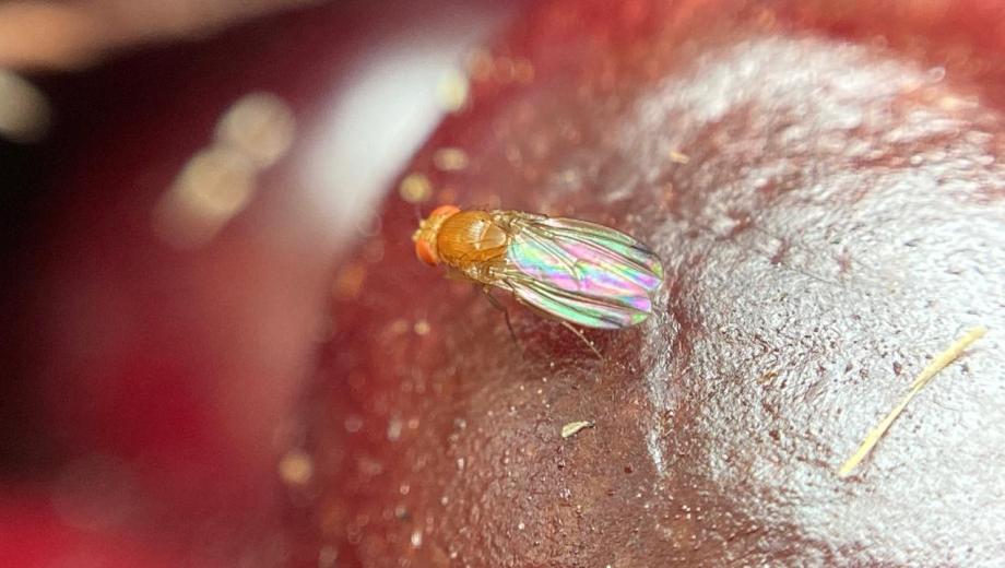 La mosca es muy agresiva e invasora. Foto: gentileza