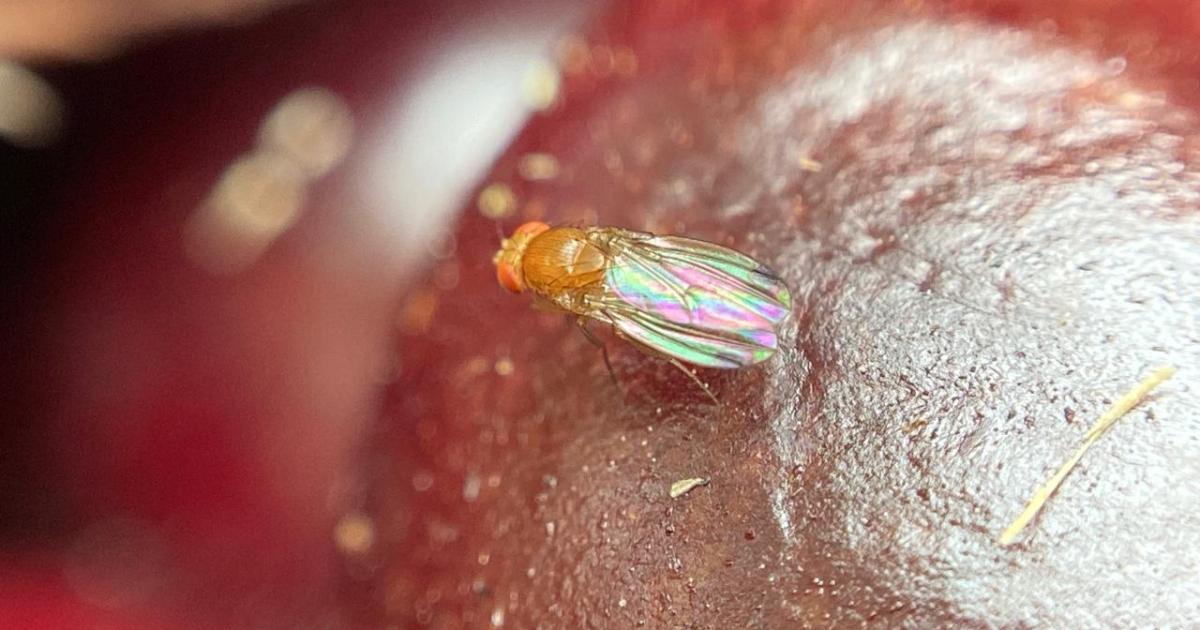 Moscas de alas manchadas en el Valle y la Comarca: usan la <b>inteligencia artificial</b> para el ... thumbnail