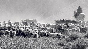 La otra vida en Añelo: viaje al tiempo de la ganadería