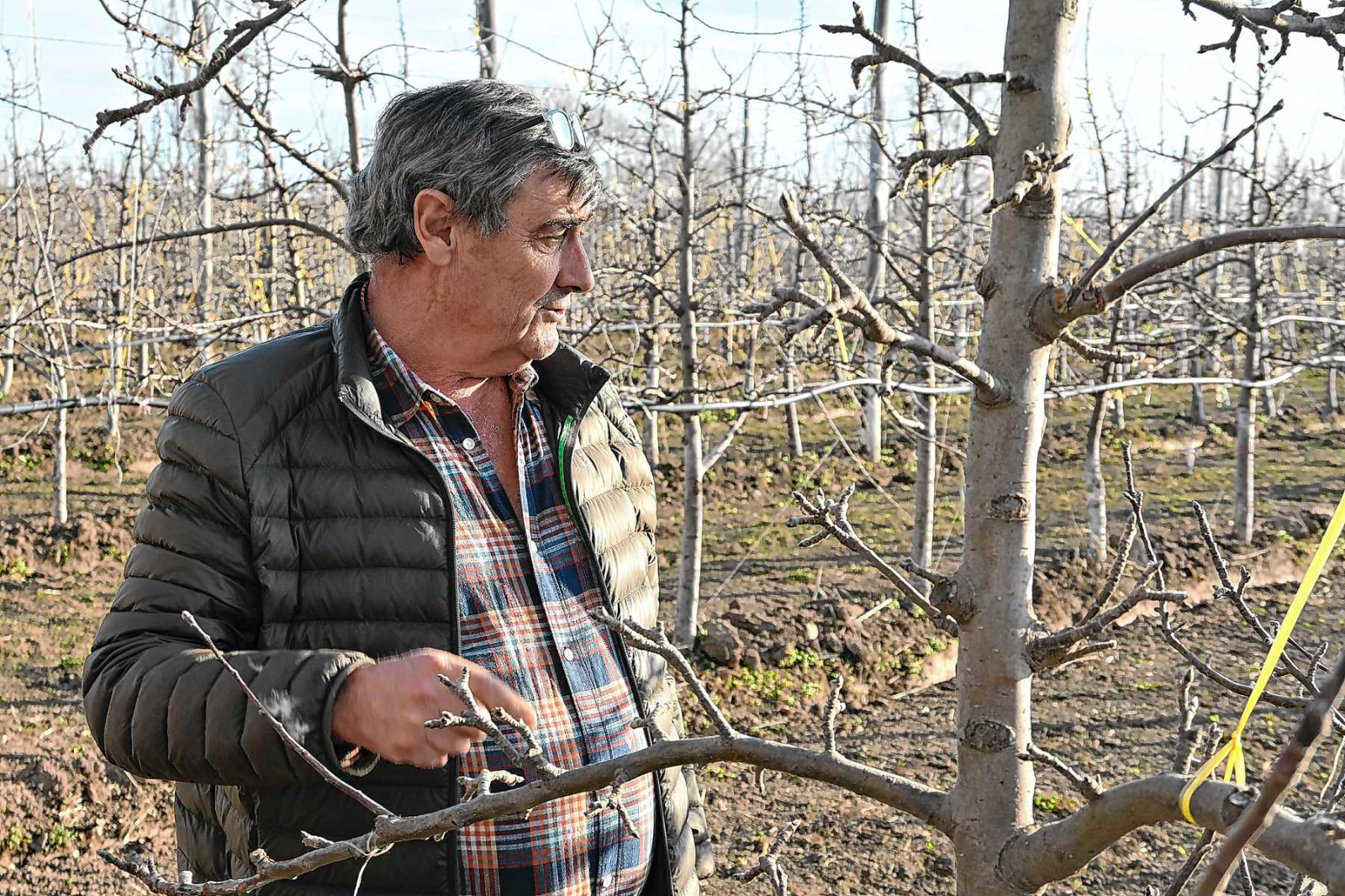 Allen, Río Negro. Carlos Martínez continúa el legado familiar con foco en la fruticultura y exporta su propia producción.