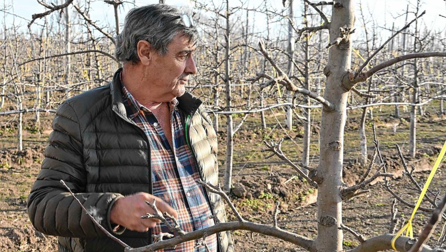 Allen, Río Negro. Carlos Martínez continúa el legado familiar con foco en la fruticultura y exporta su propia producción.