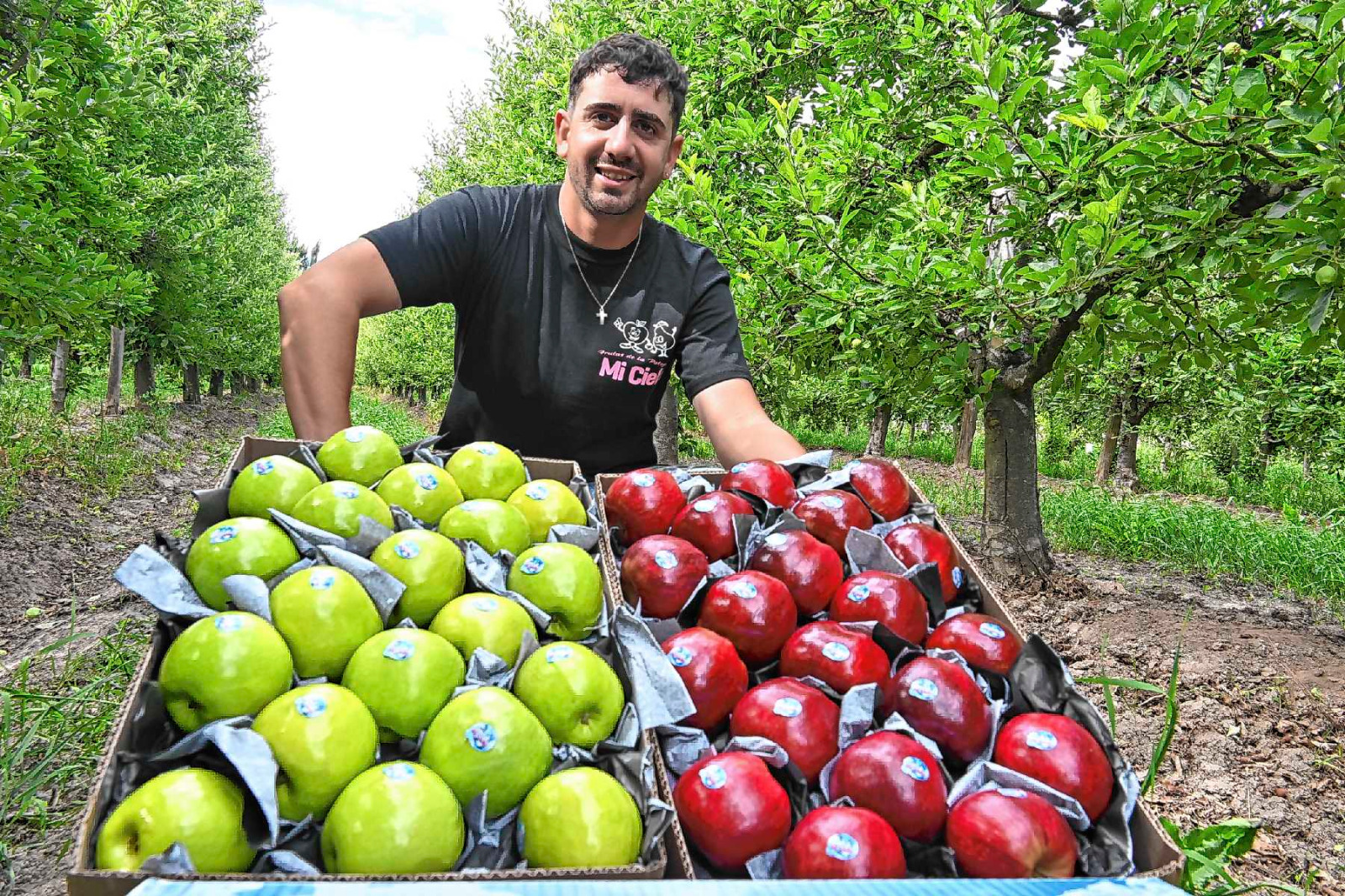 Villa Regina, Río Negro. Manzanas y mercado interno, los principales ejes de trabajo de Martín Rossi, un joven productor frutícola.