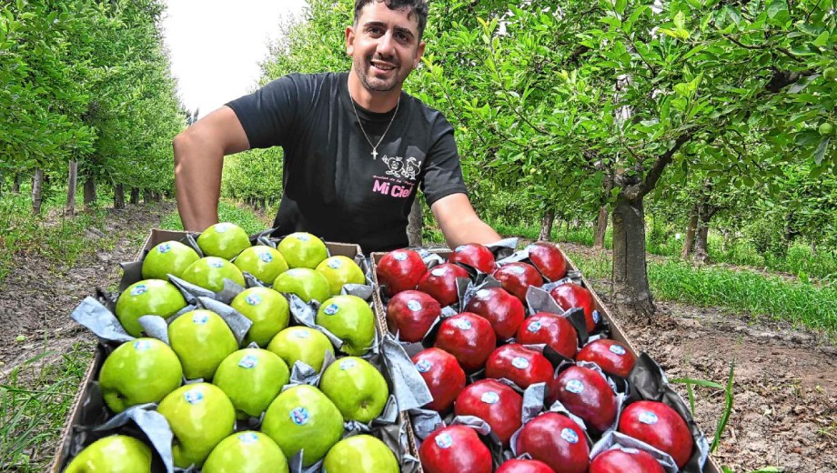 Villa Regina, Río Negro. Manzanas y mercado interno, los principales ejes de trabajo de Martín Rossi, un joven productor frutícola.