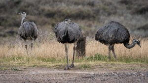 Río Negro refuerza la prevención de atropellamientos de ñandúes: qué hacer al transitar por La Lobería
