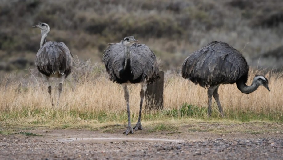 Viedma refuerza la prevención de atropellamientos de ñandúes en La Lobería. Foto: gentileza.