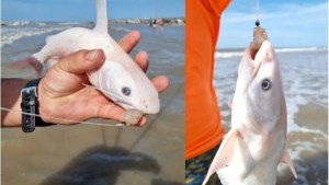 Un bagre marino completamente blanco en El Cóndor: confirman el primer caso de leucismo en Patagonia