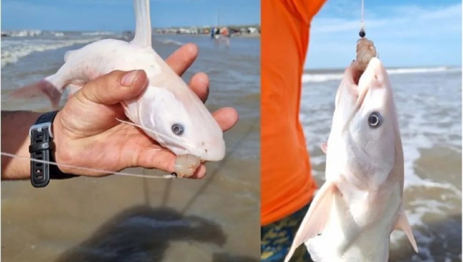 Un pez totalmente blanco sorprendió en la costa rionegrina. Foto: gentileza.