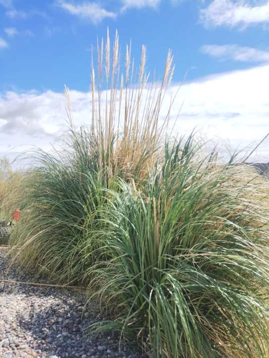 Cortaderia selloana: la planta nativa que conquista jardines y crece en equilibrio en la Patagonia